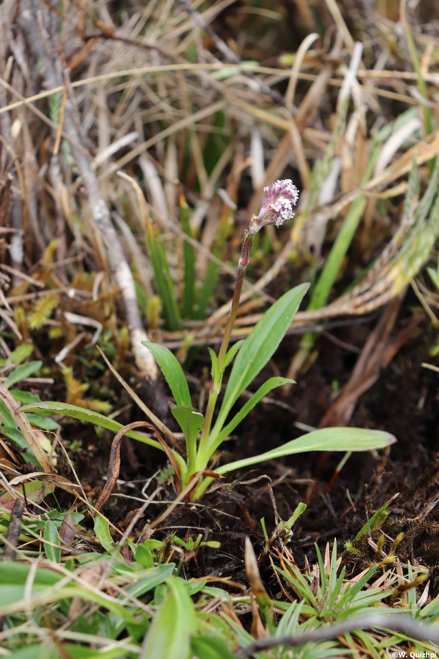 Valeriana adscendens image