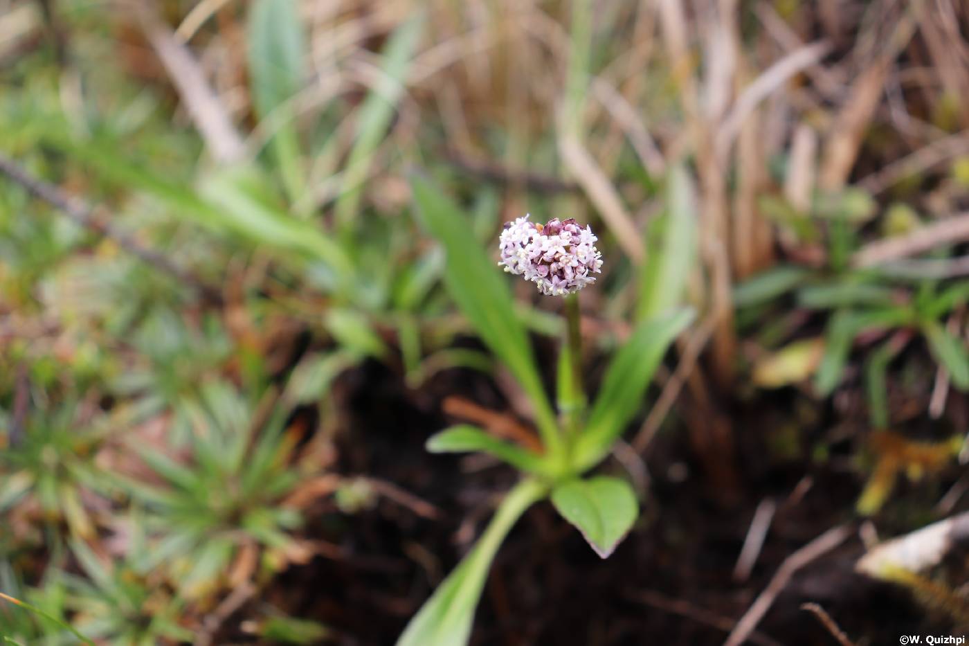 Valeriana adscendens image