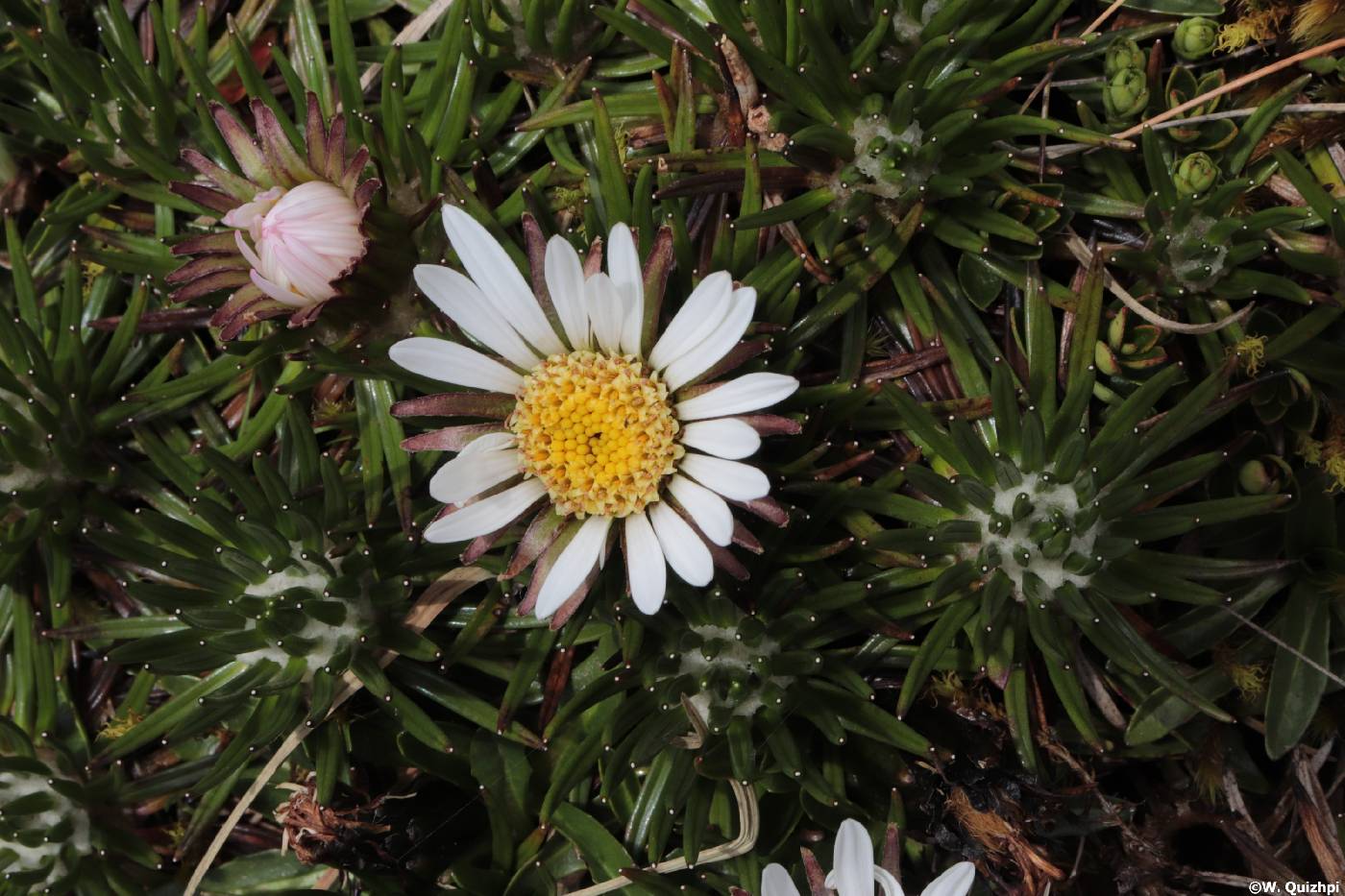 Xenophyllum crassum image