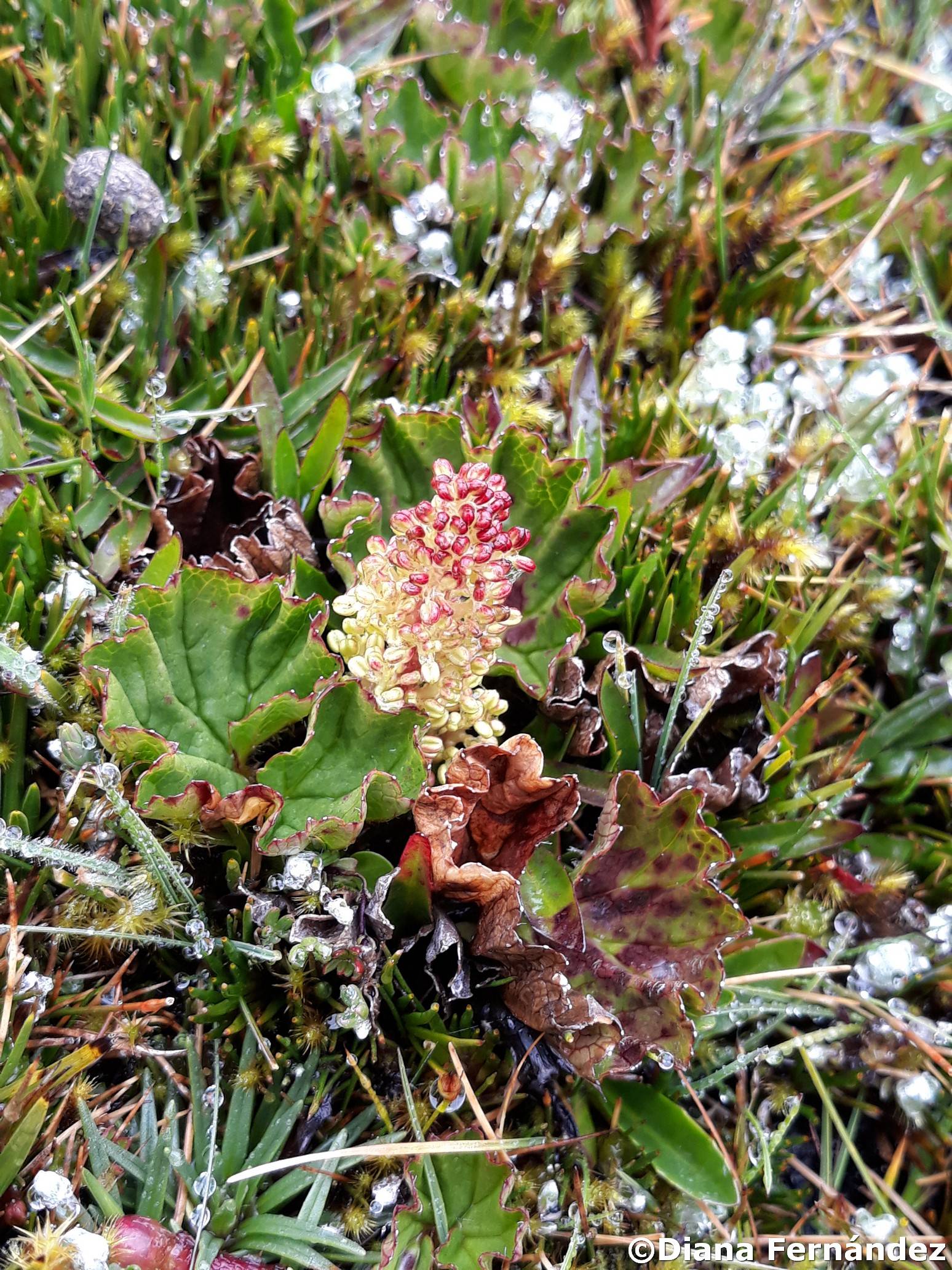 Gunnera magellanica image