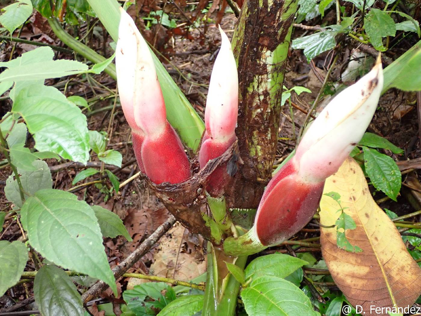 Philodendron dodsonii image