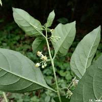 Image of Solanum leptorhachis