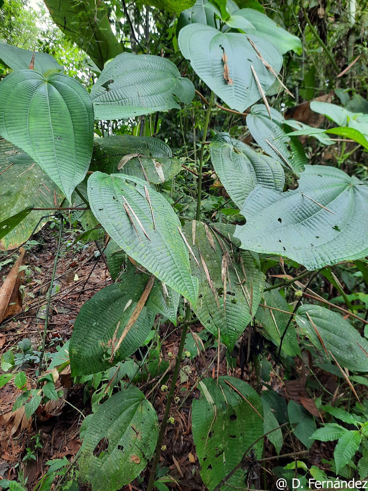 Miconia almedae image
