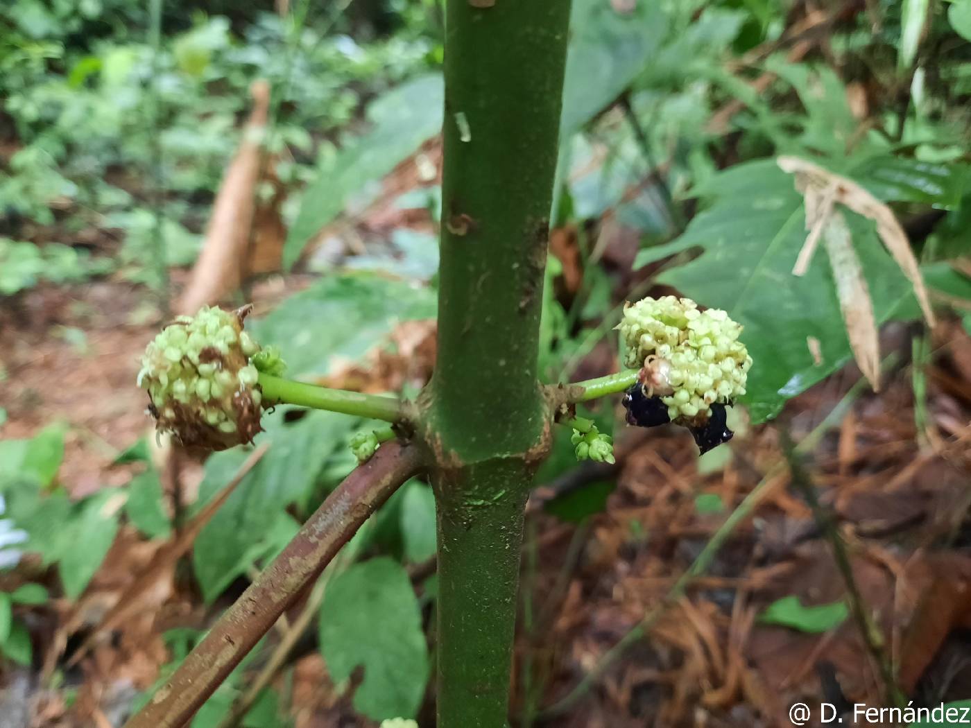 Miconia almedae image