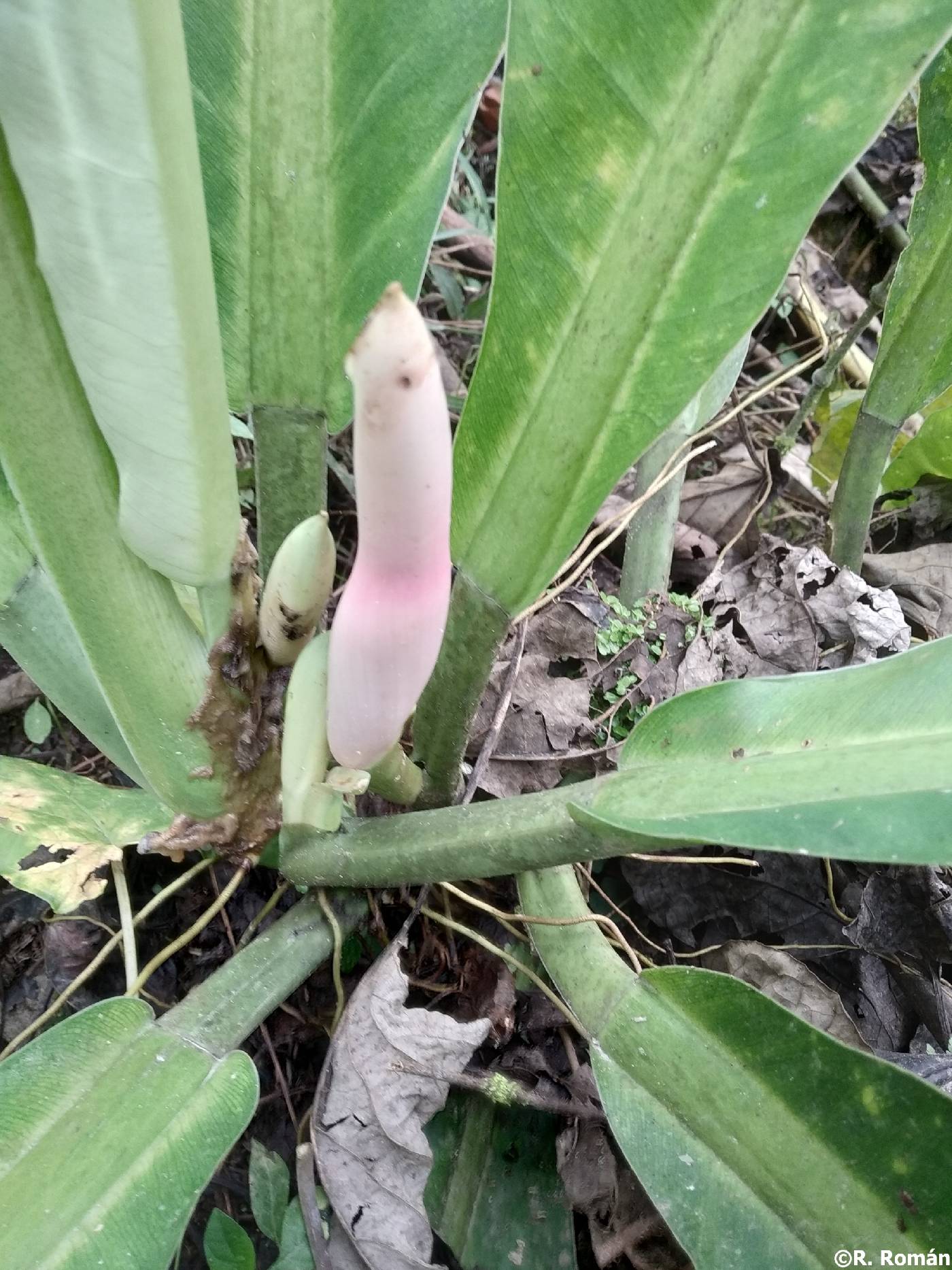 Philodendron heterophyllum image