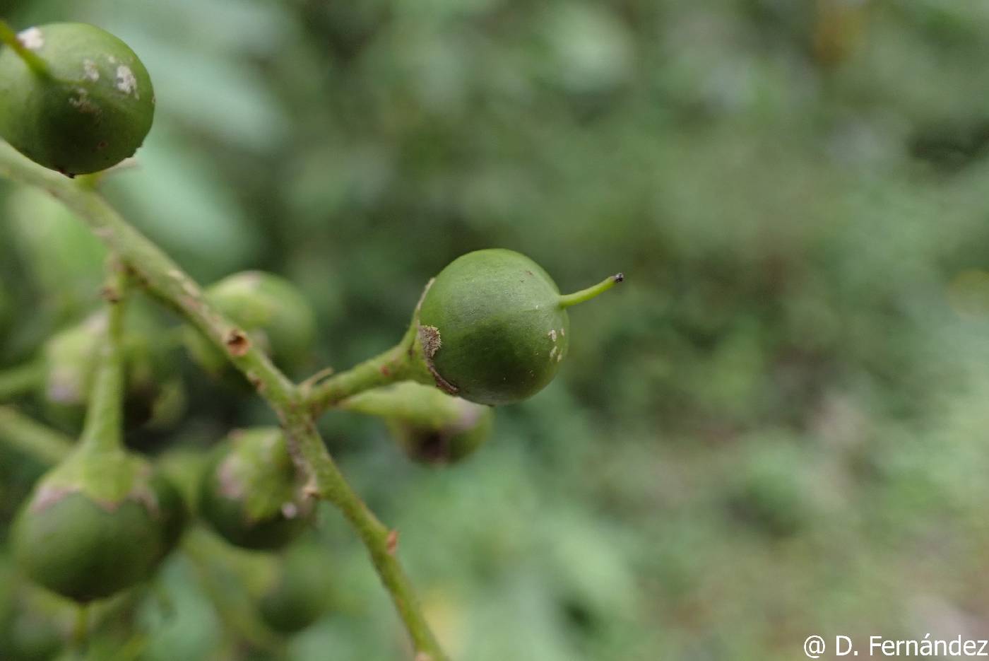 Banara guianensis image