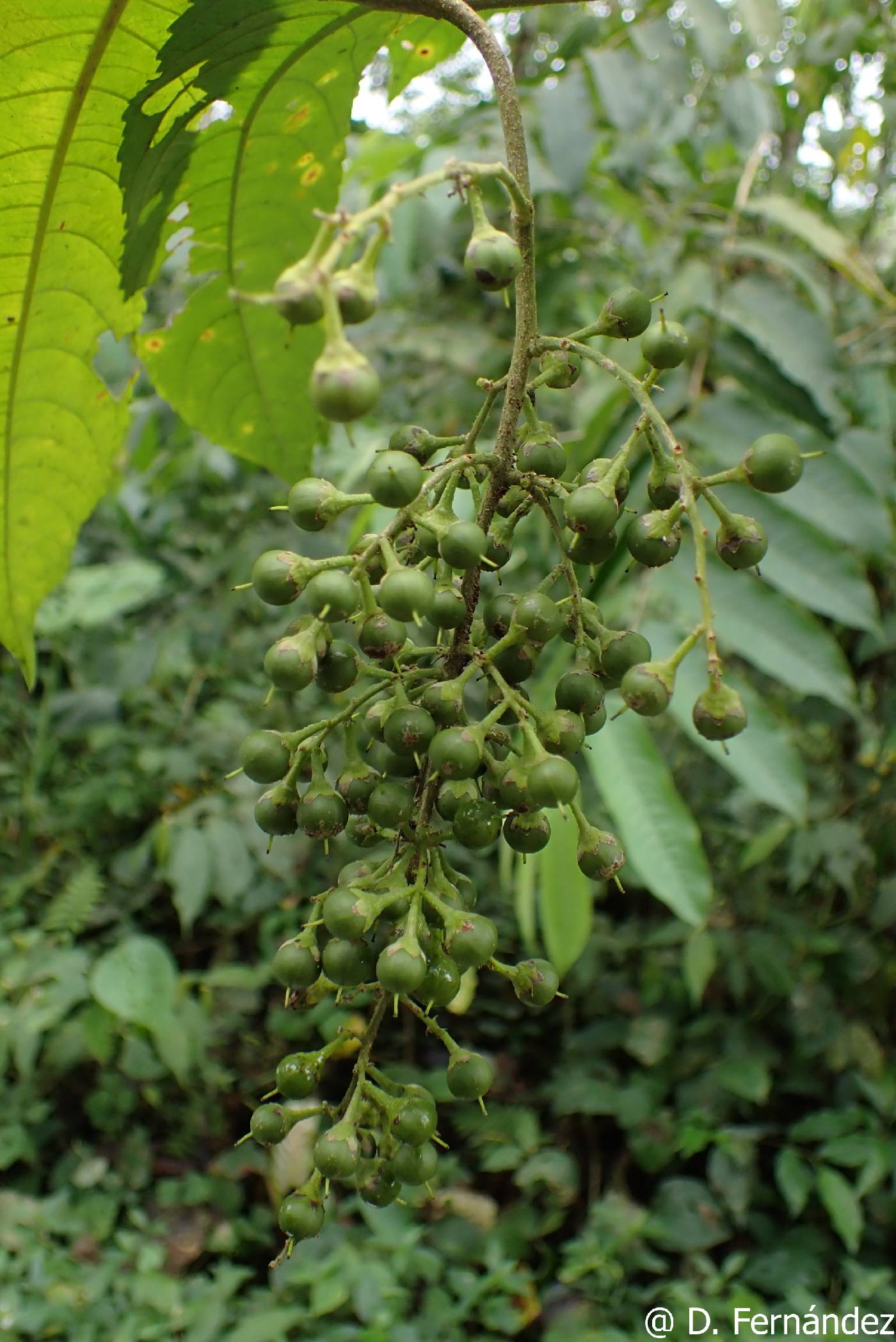 Banara guianensis image
