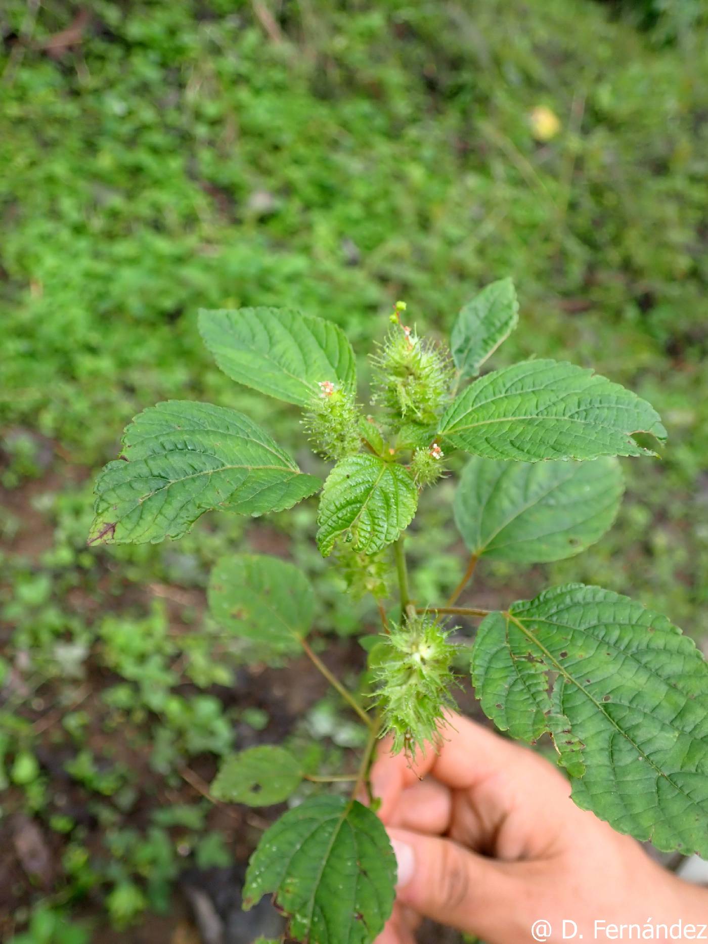 Acalypha arvensis image