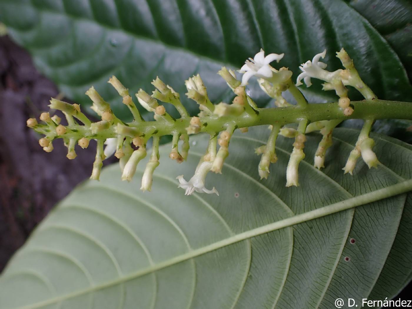 Palicourea stenostachya image