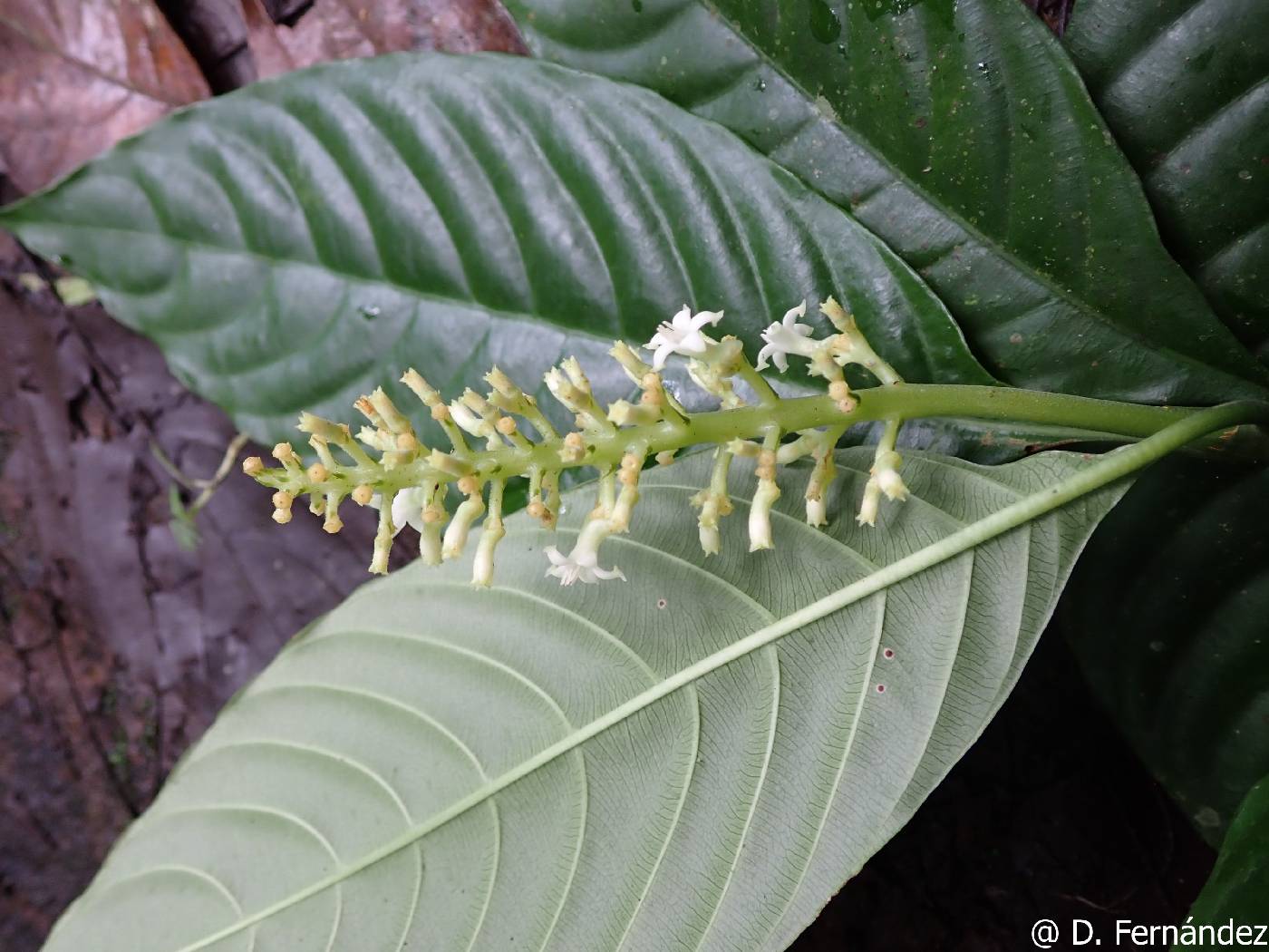 Palicourea stenostachya image