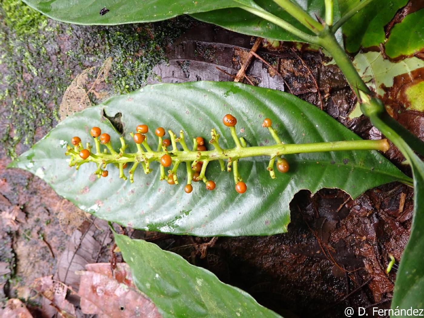 Palicourea stenostachya image