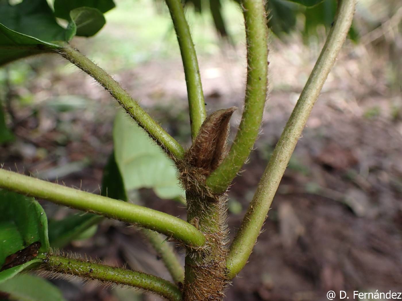 Ficus brevibracteata image