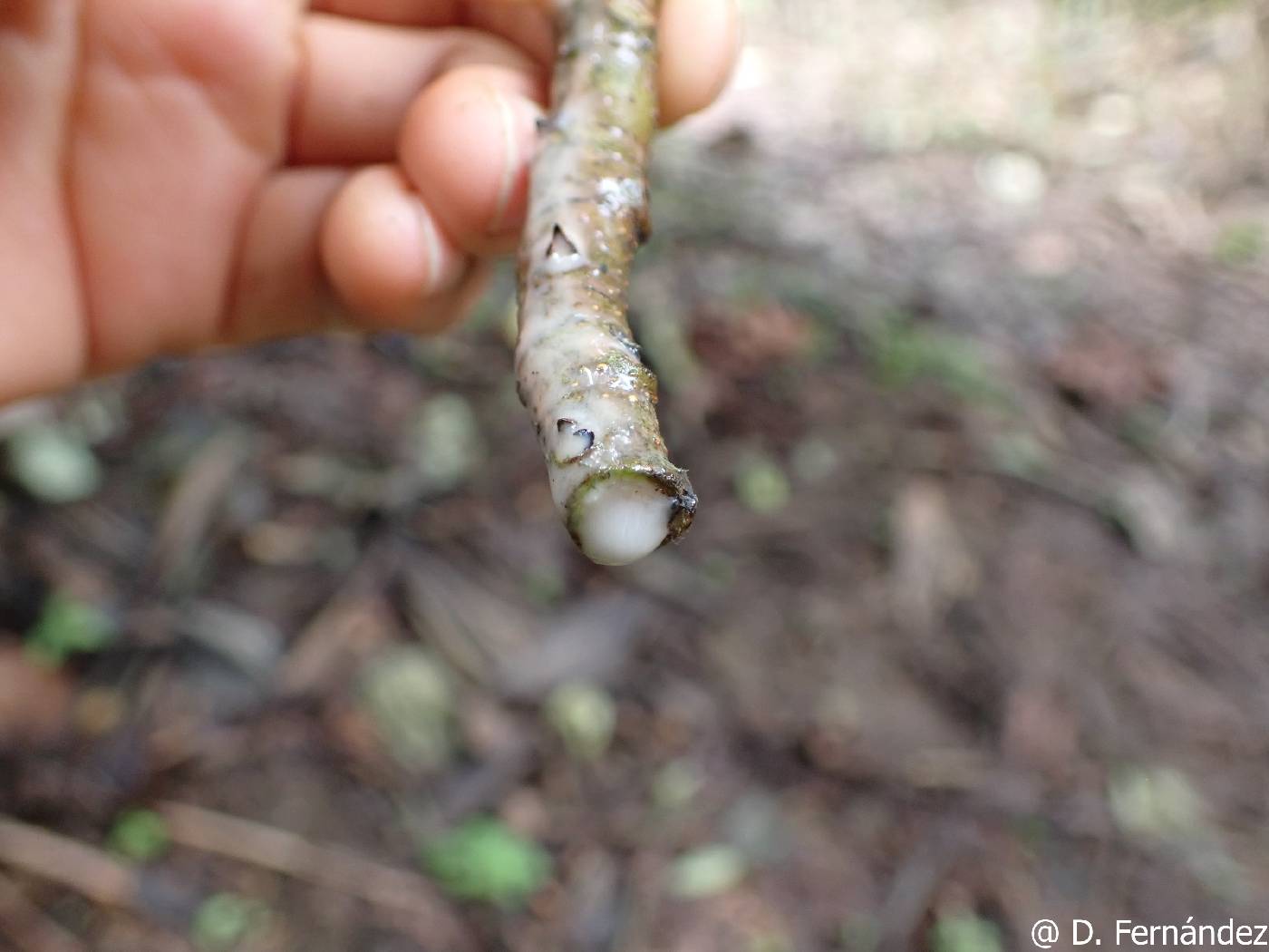 Ficus brevibracteata image