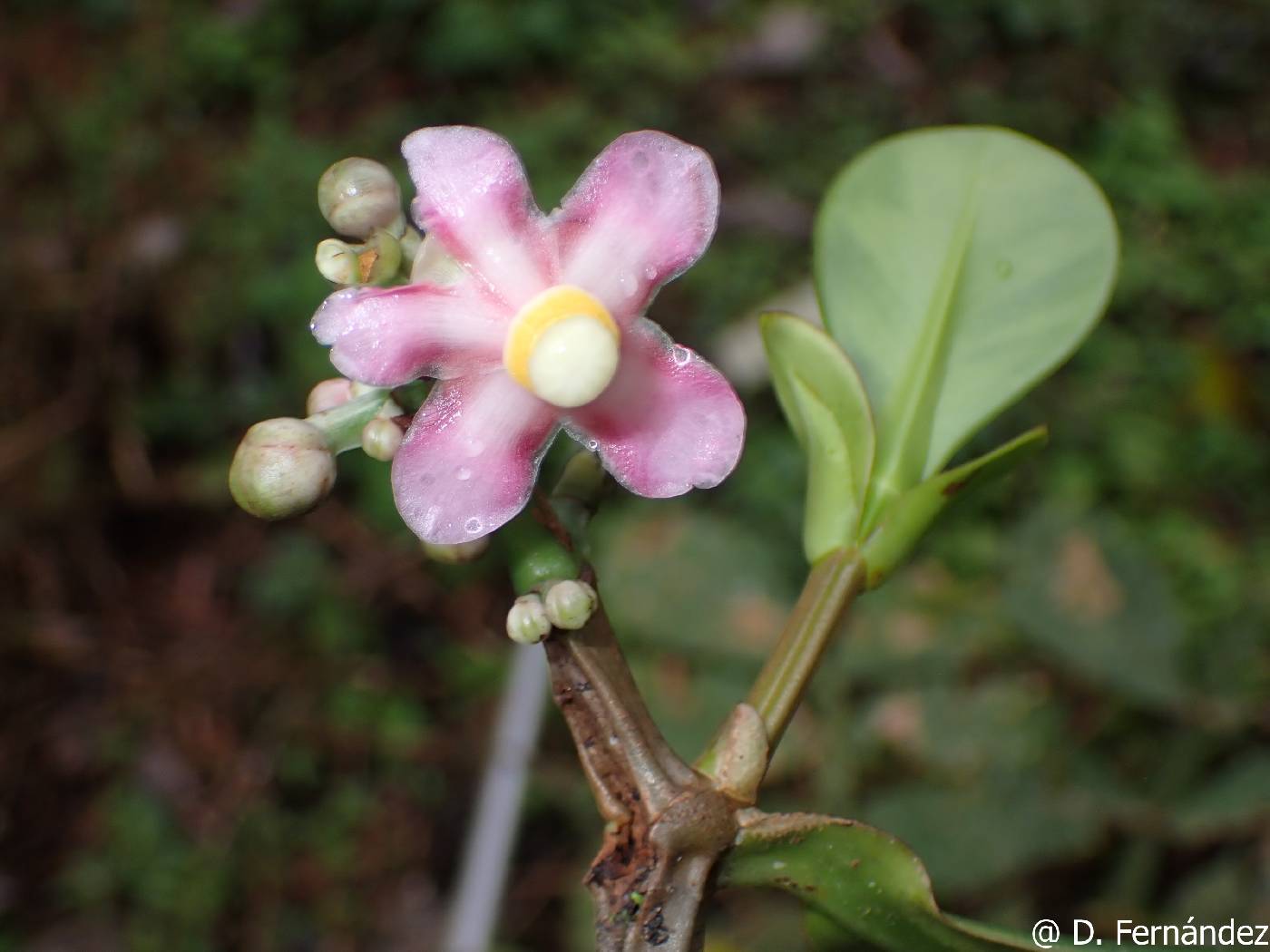 Clusia fructiangusta image