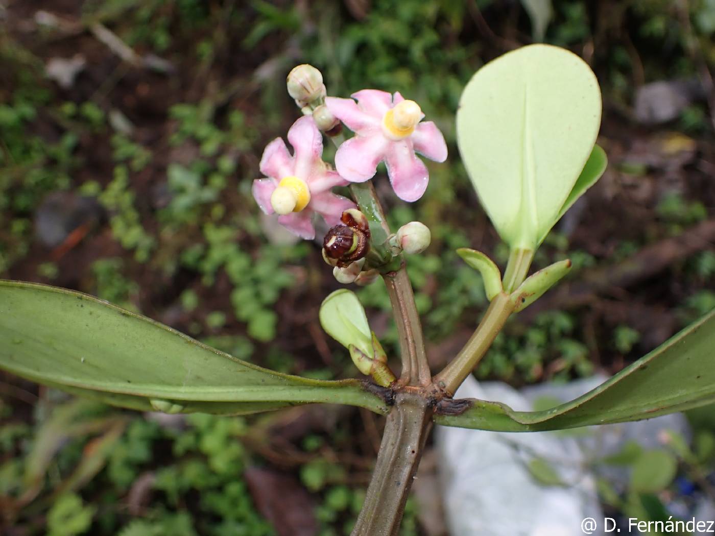 Clusia fructiangusta image