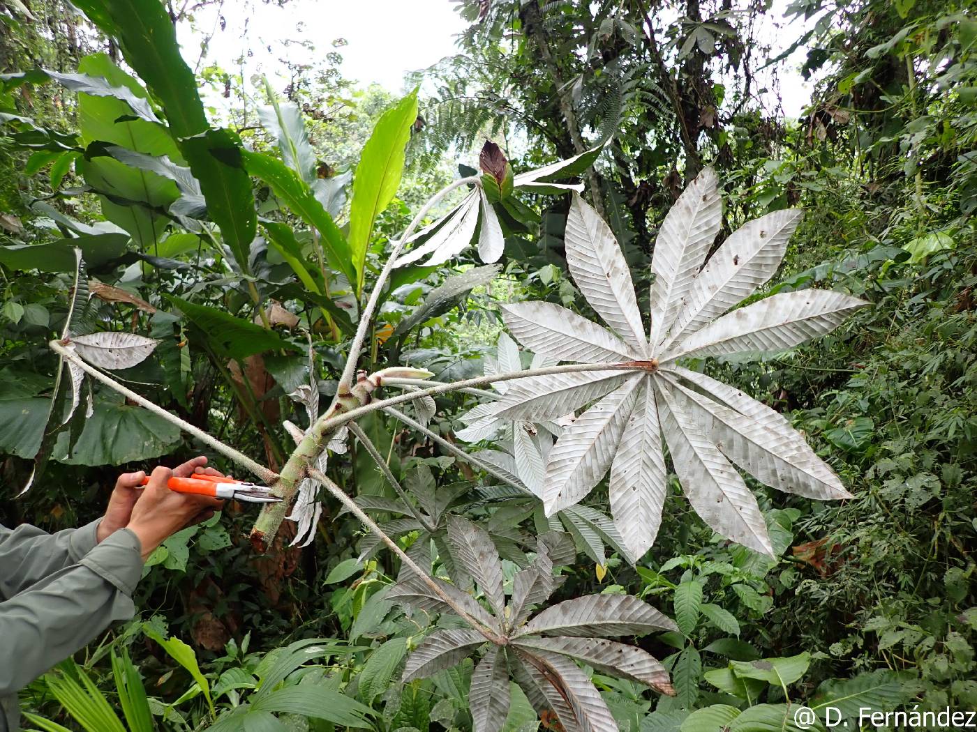 Cecropia hispidissima image