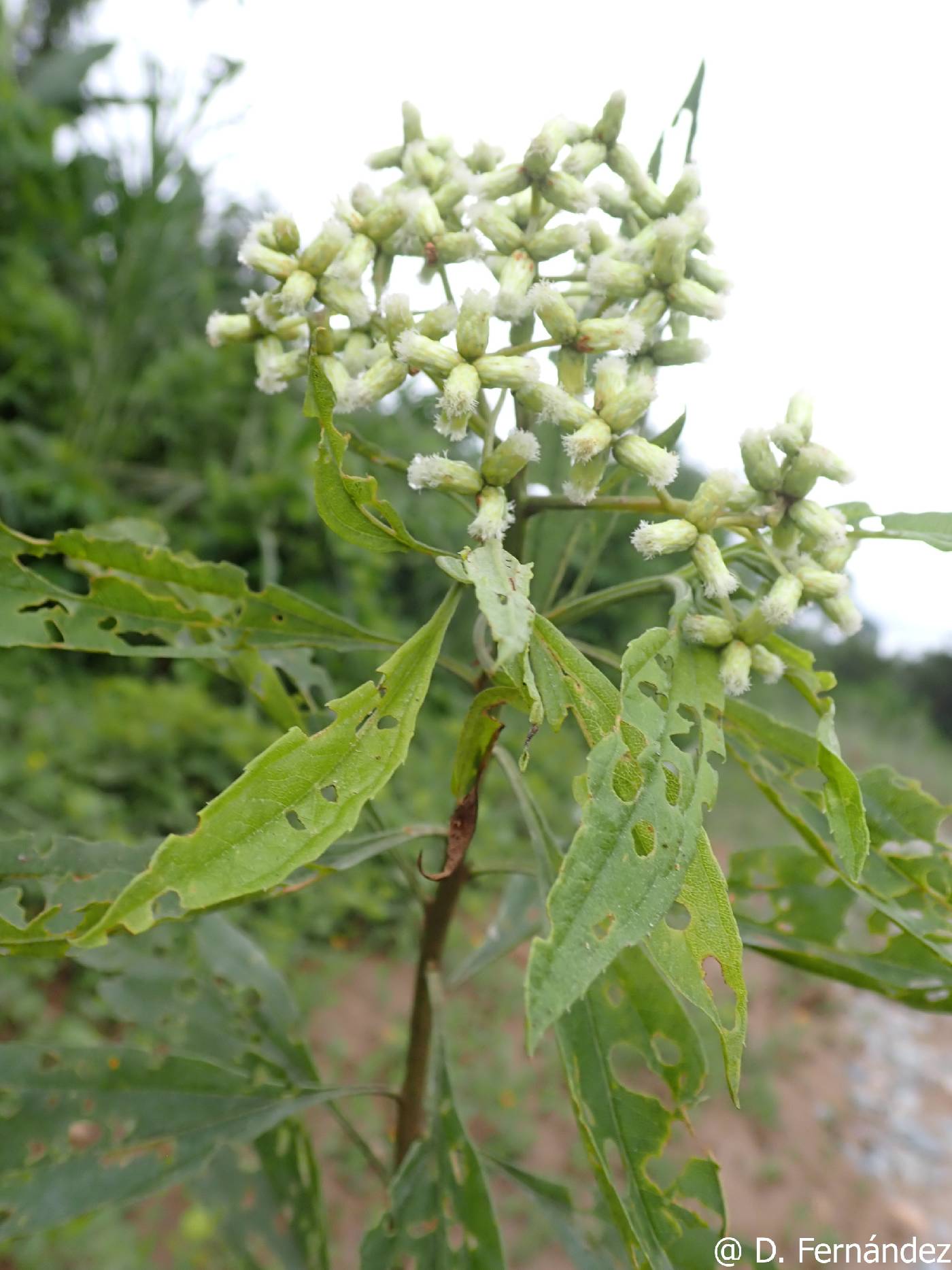 Baccharis pedunculata image