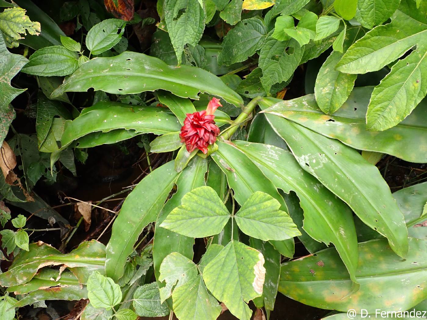 Costus lima image