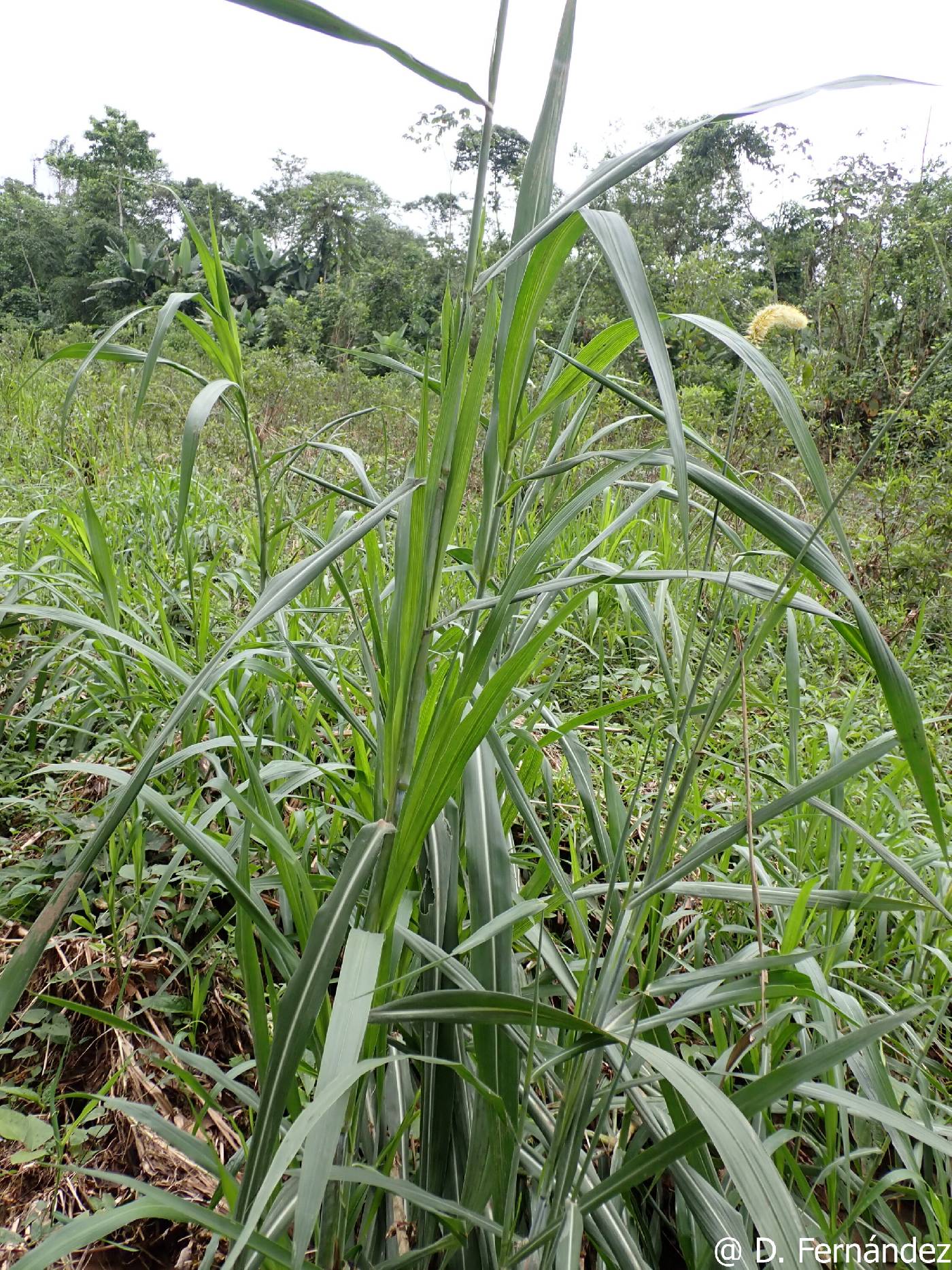 Pennisetum image