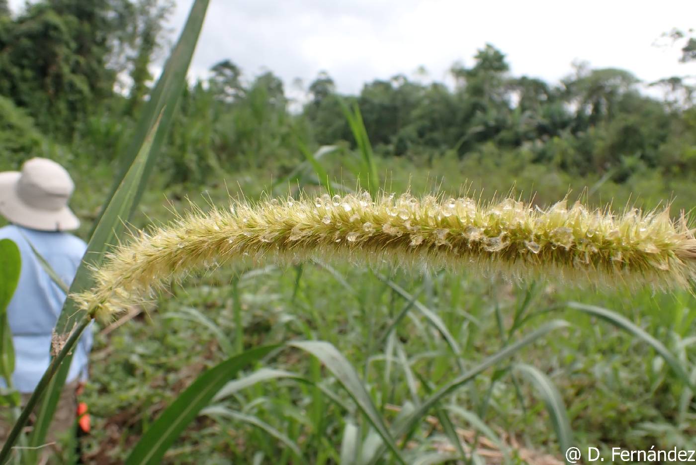 Pennisetum image