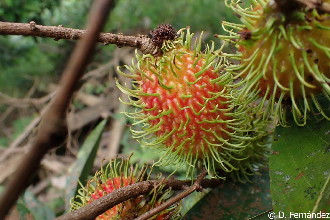 Nephelium lappaceum image