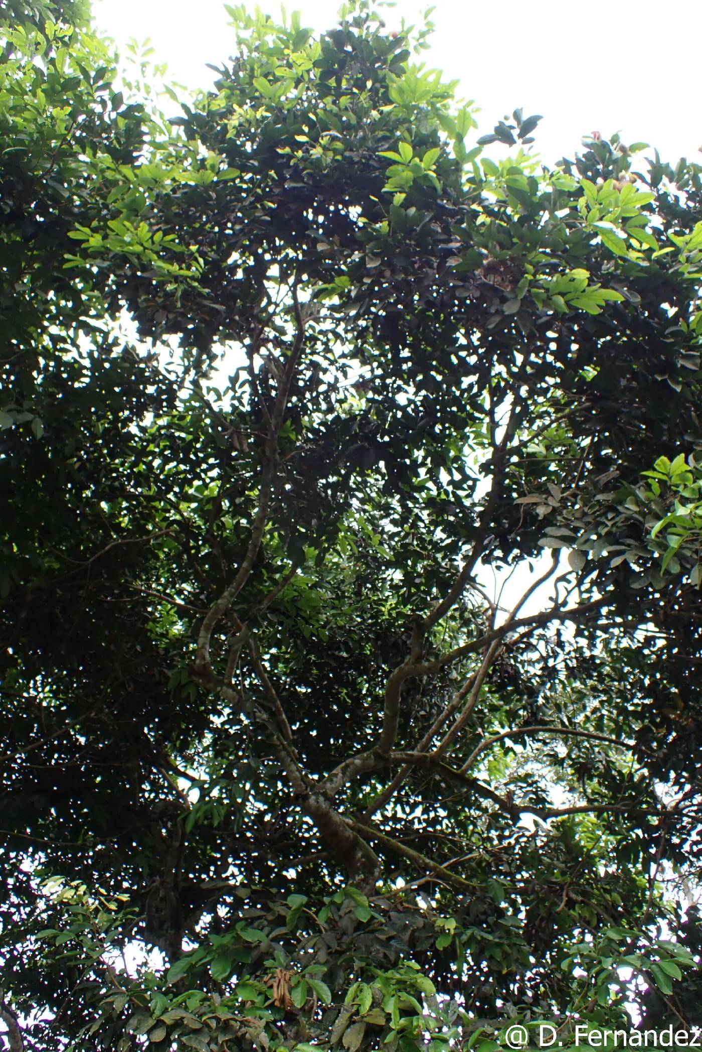 Nephelium lappaceum image