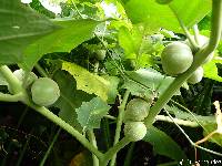 Image of Solanum sessiliflorum