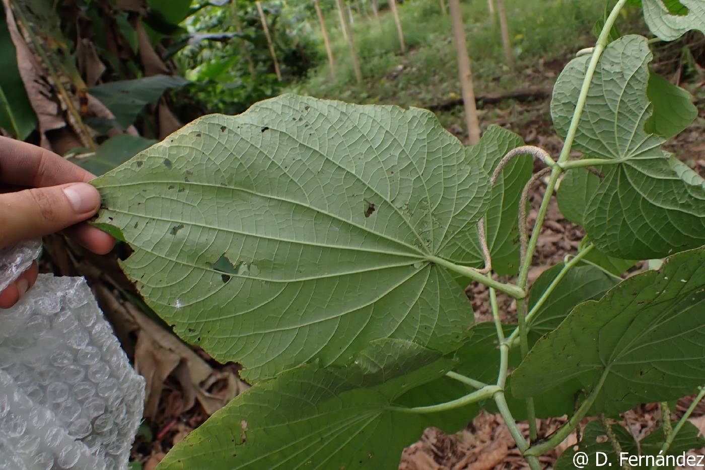 Piper marginatum image