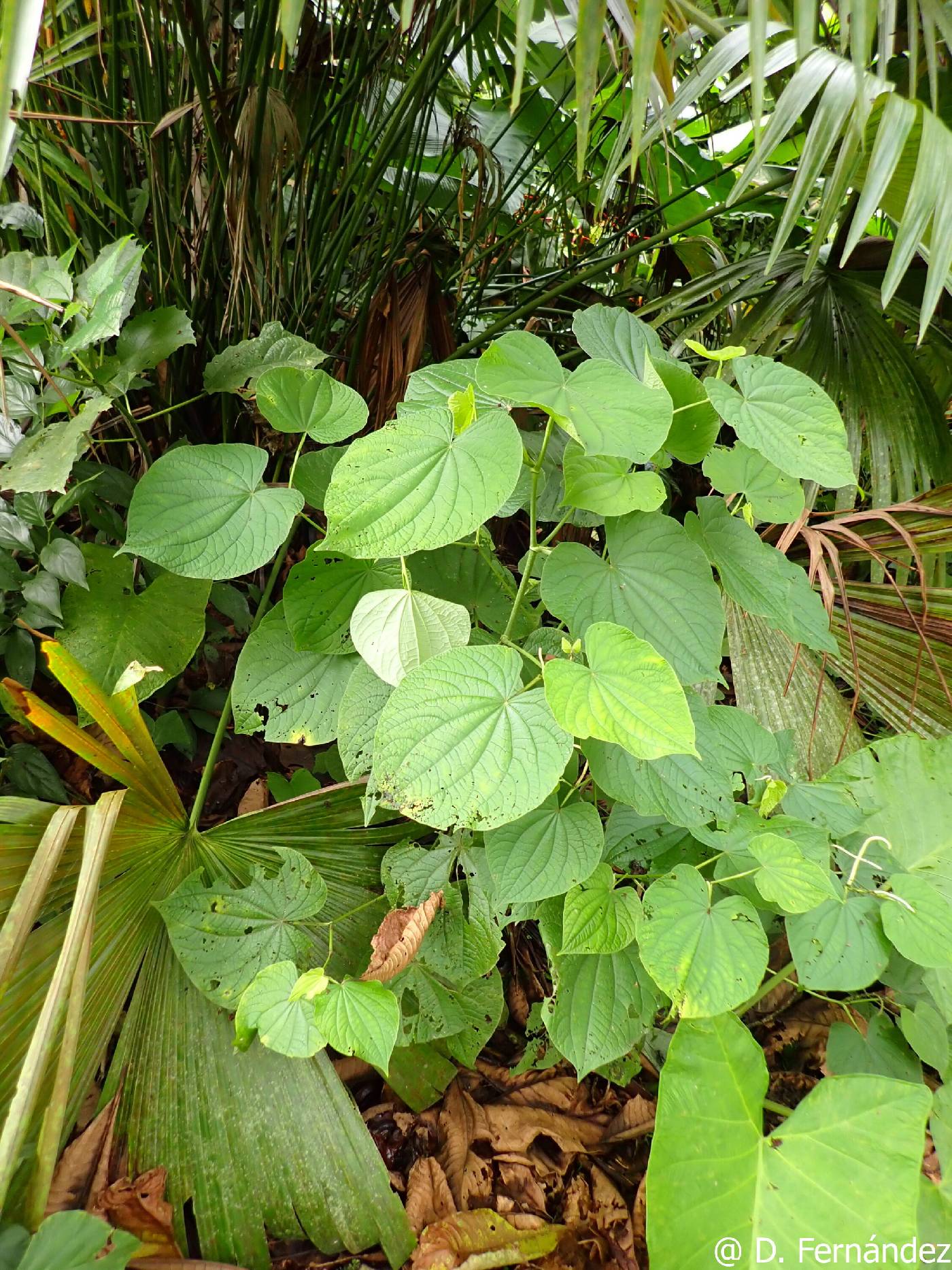 Piper marginatum image