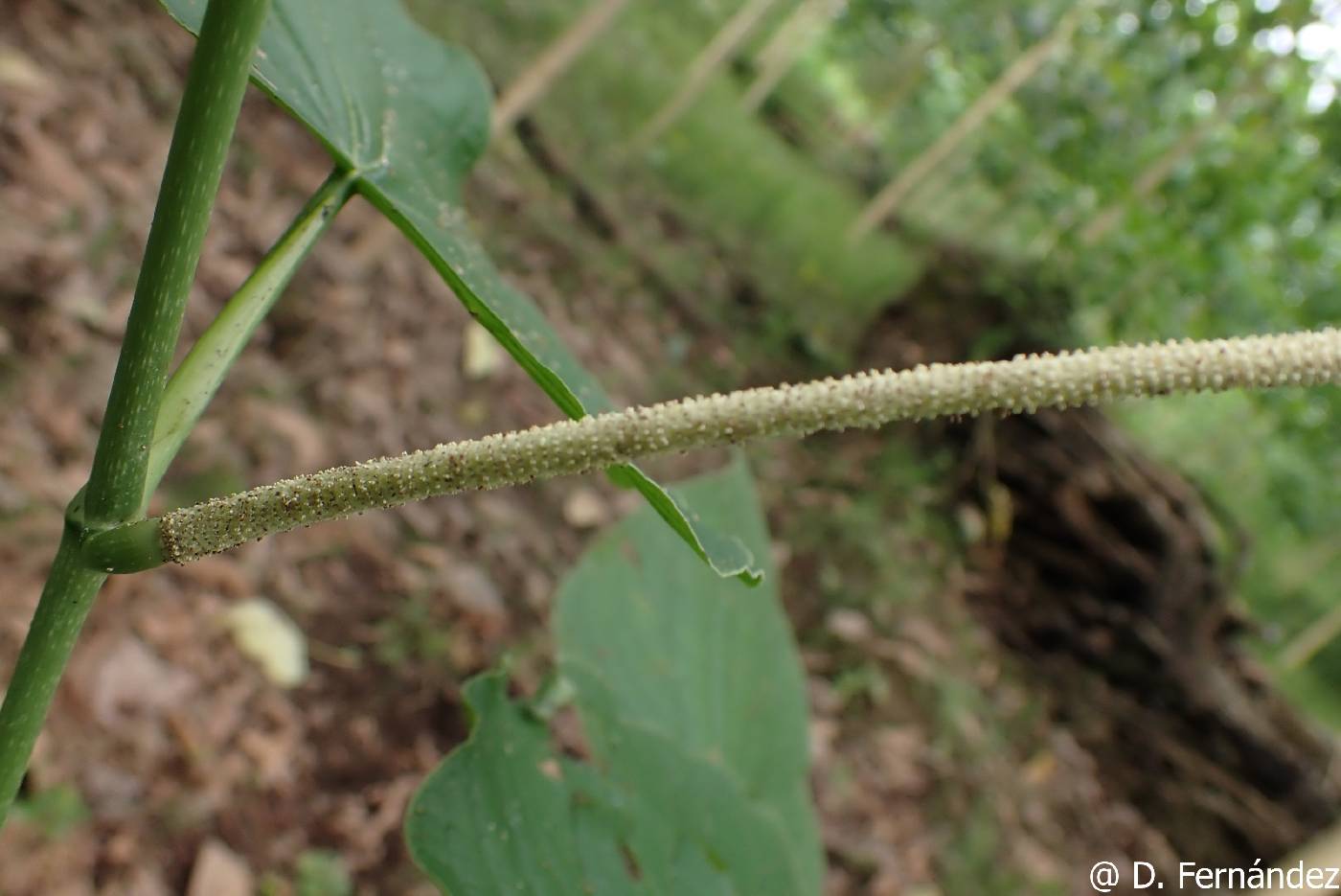 Piper marginatum image