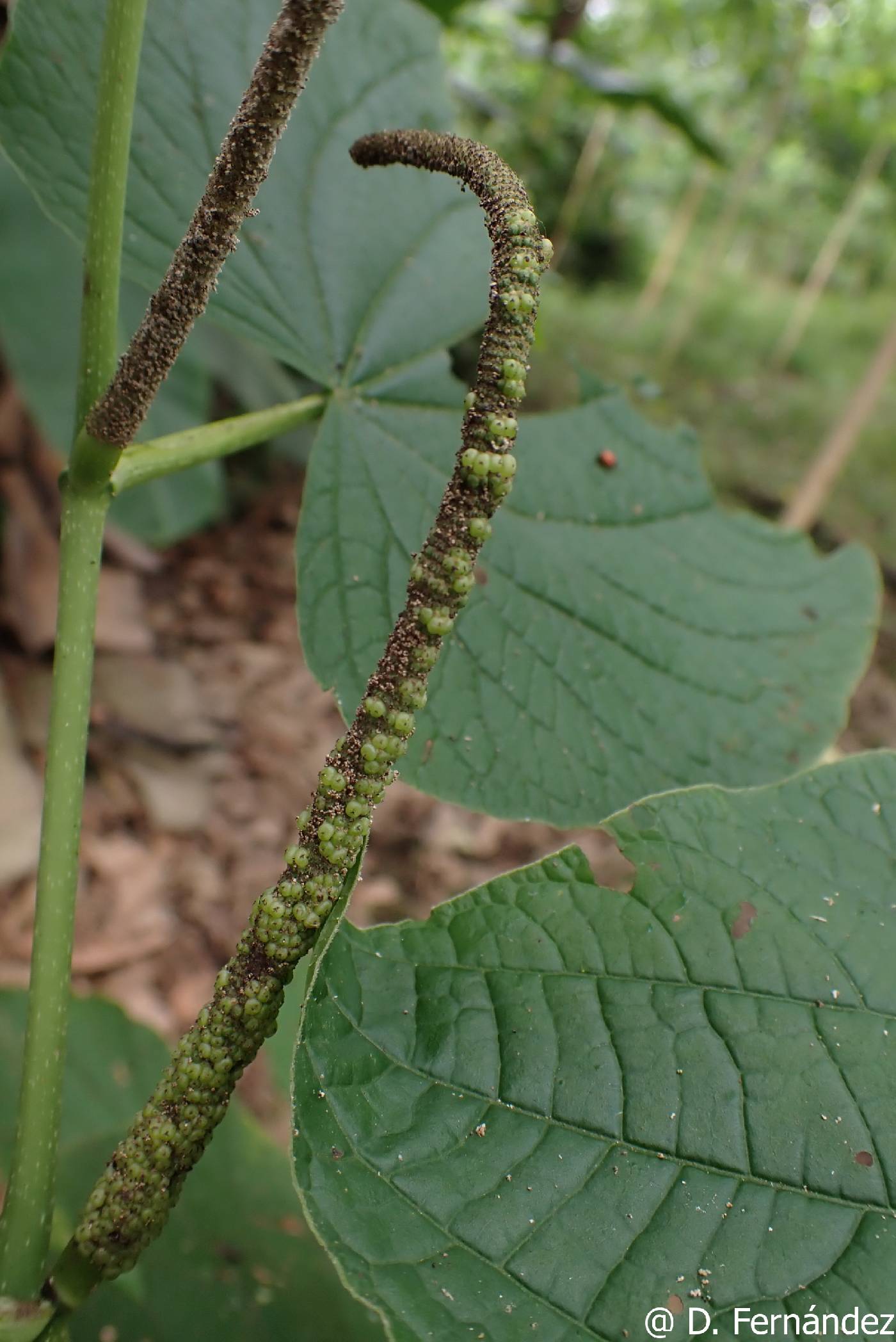 Piper marginatum image