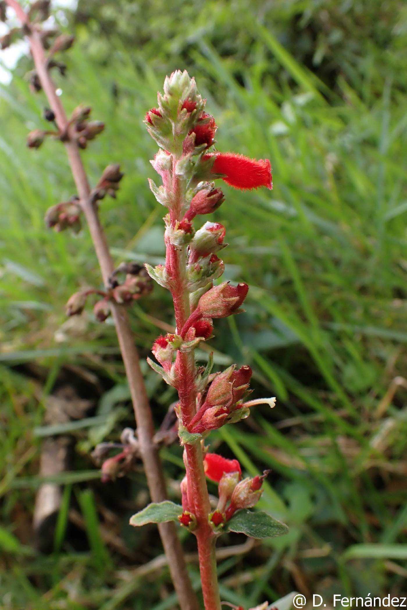 Kohleria spicata image