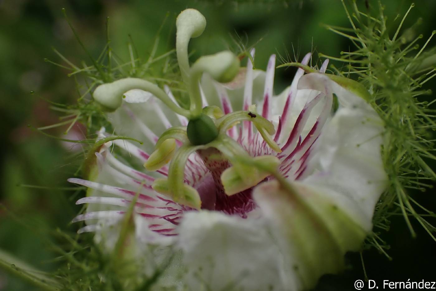 Passiflora foetida image