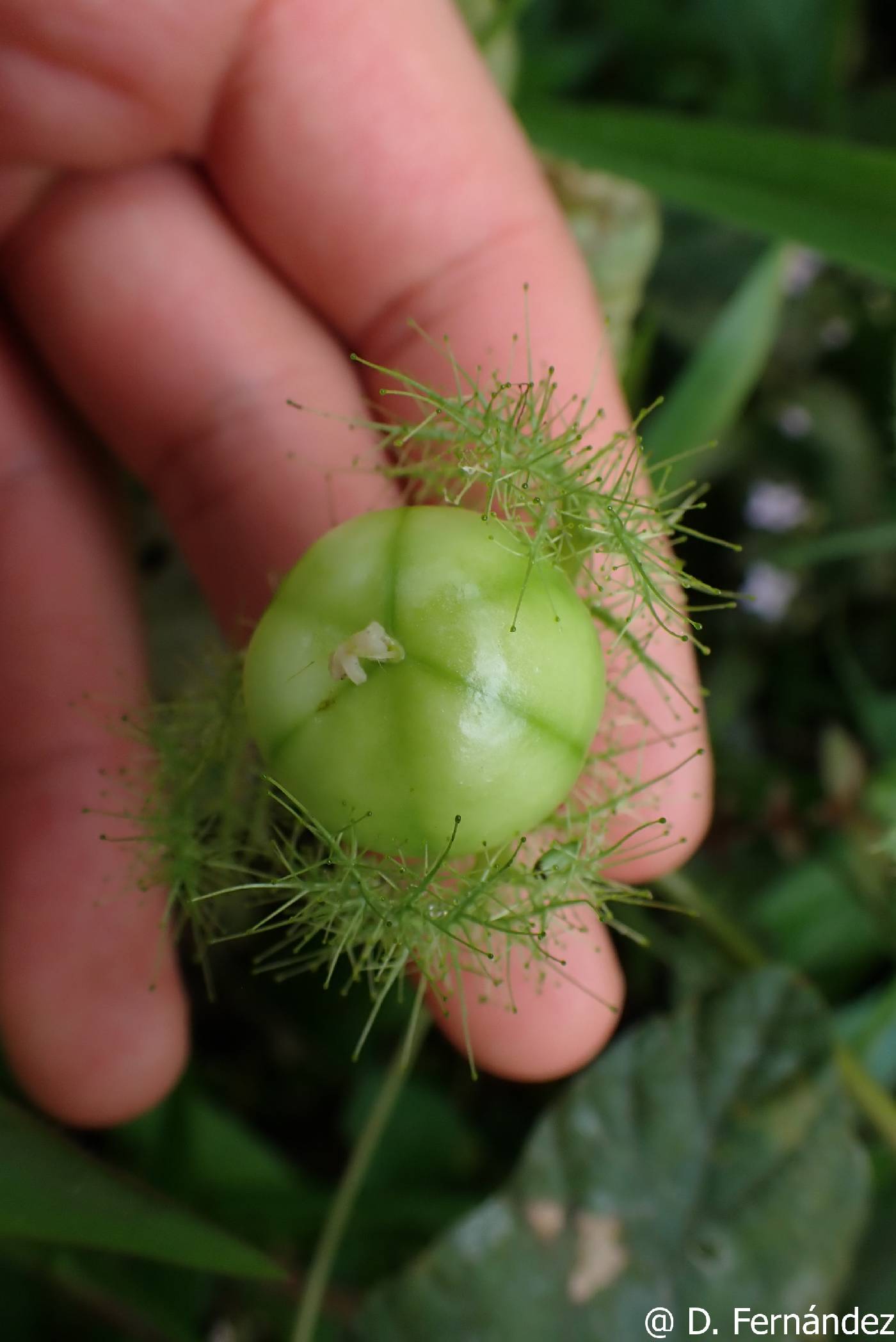 Passiflora foetida image