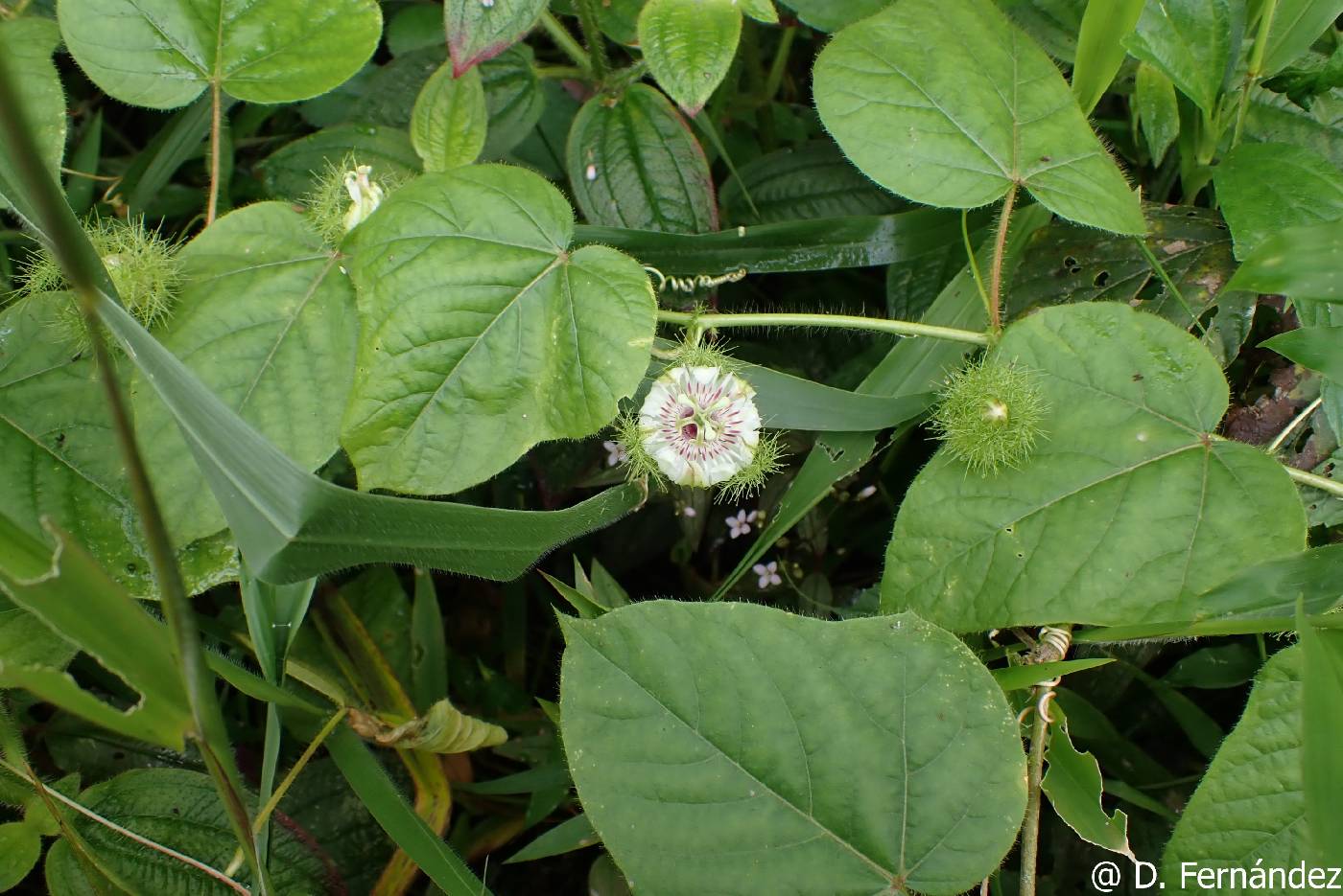 Passiflora foetida image