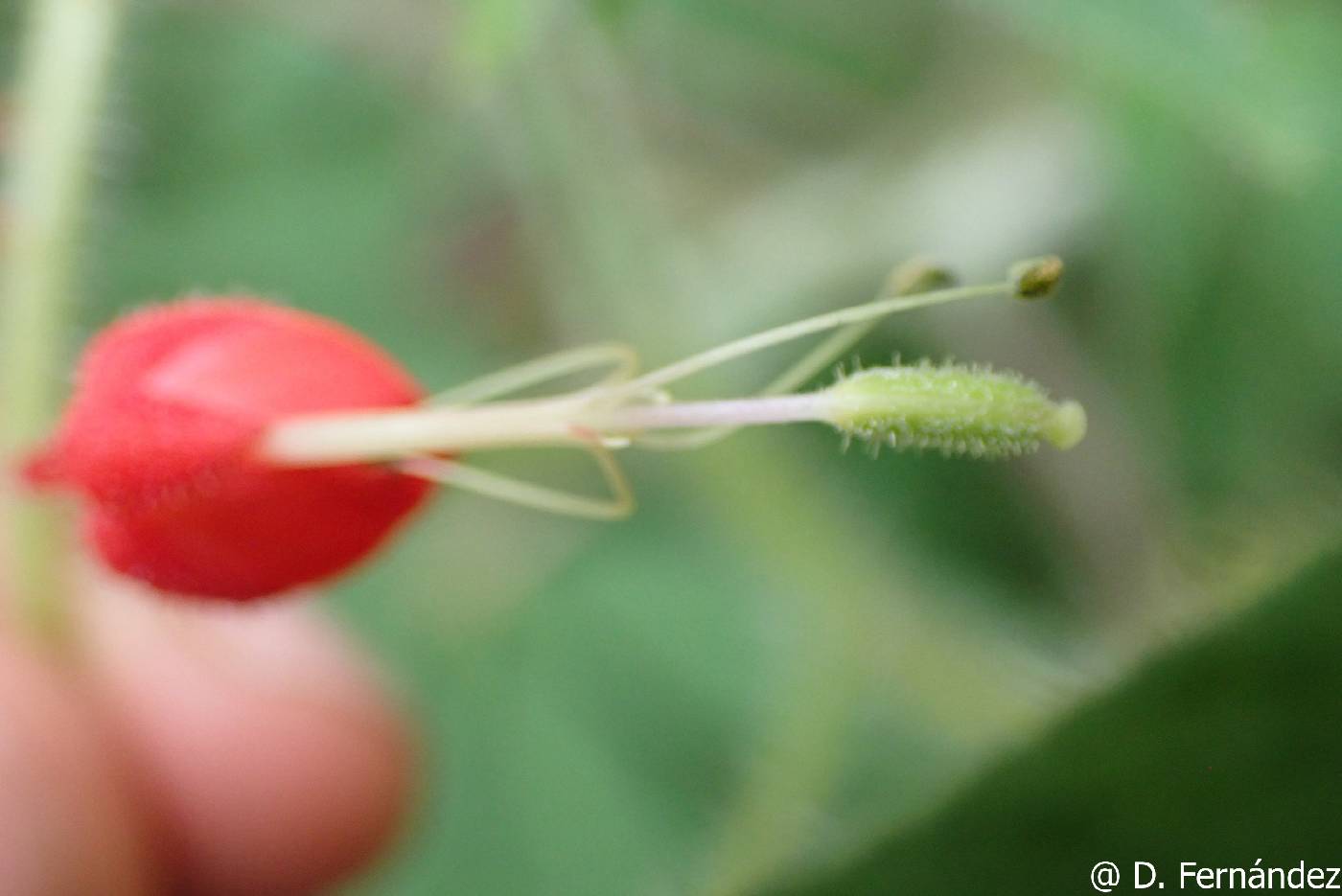 Podandrogyne brachycarpa image