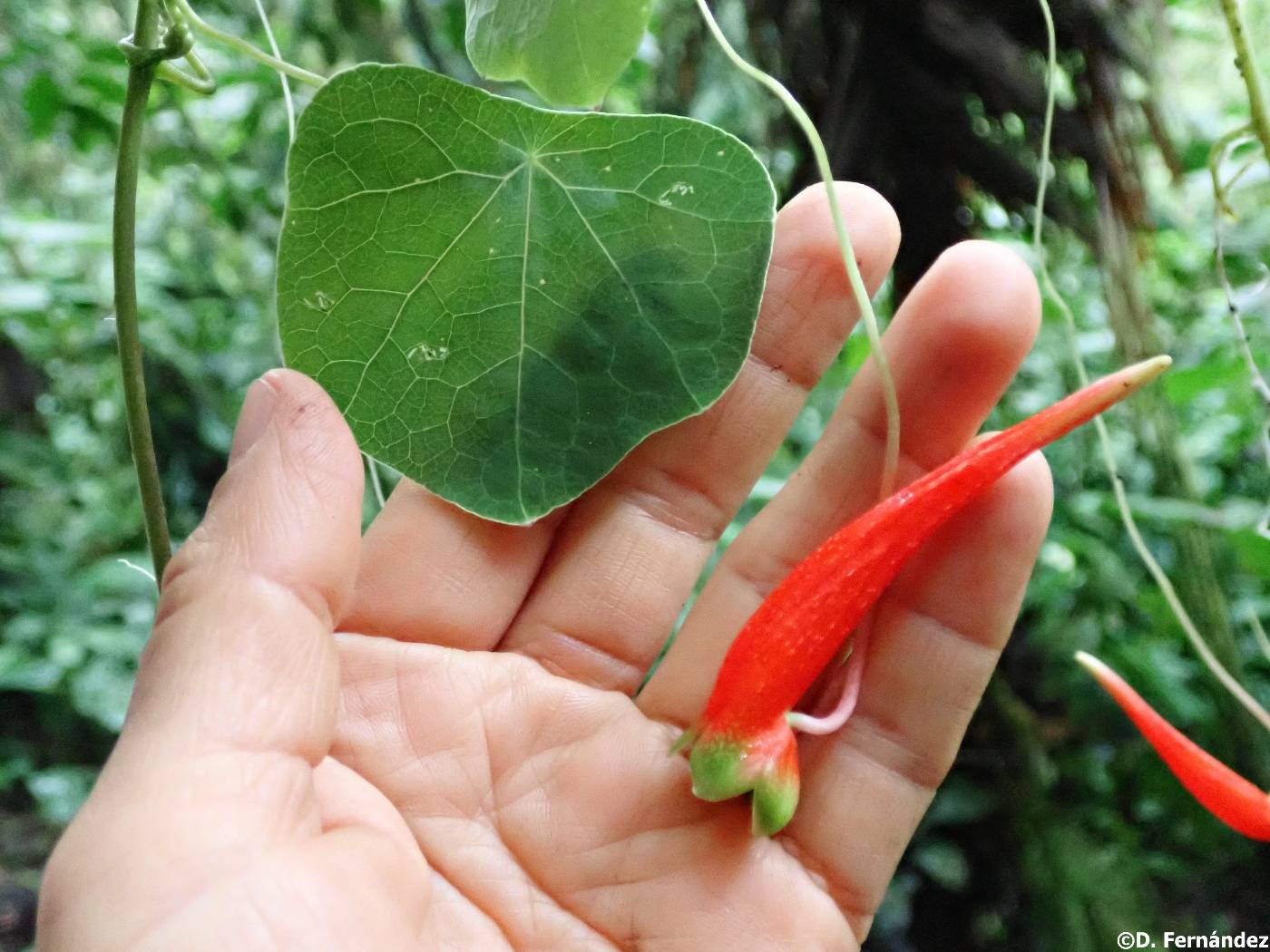 Tropaeolum brideanum image