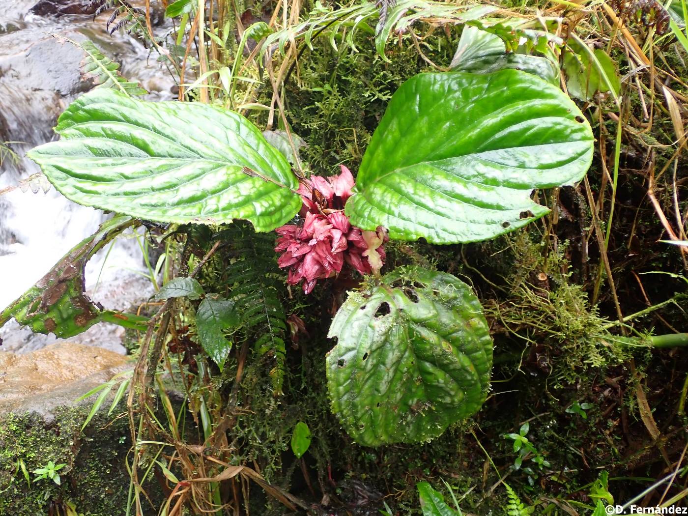 Drymonia turrialvae image