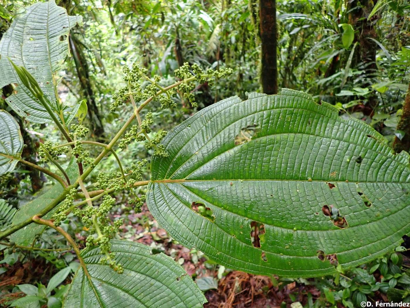 Miconia rennerae image