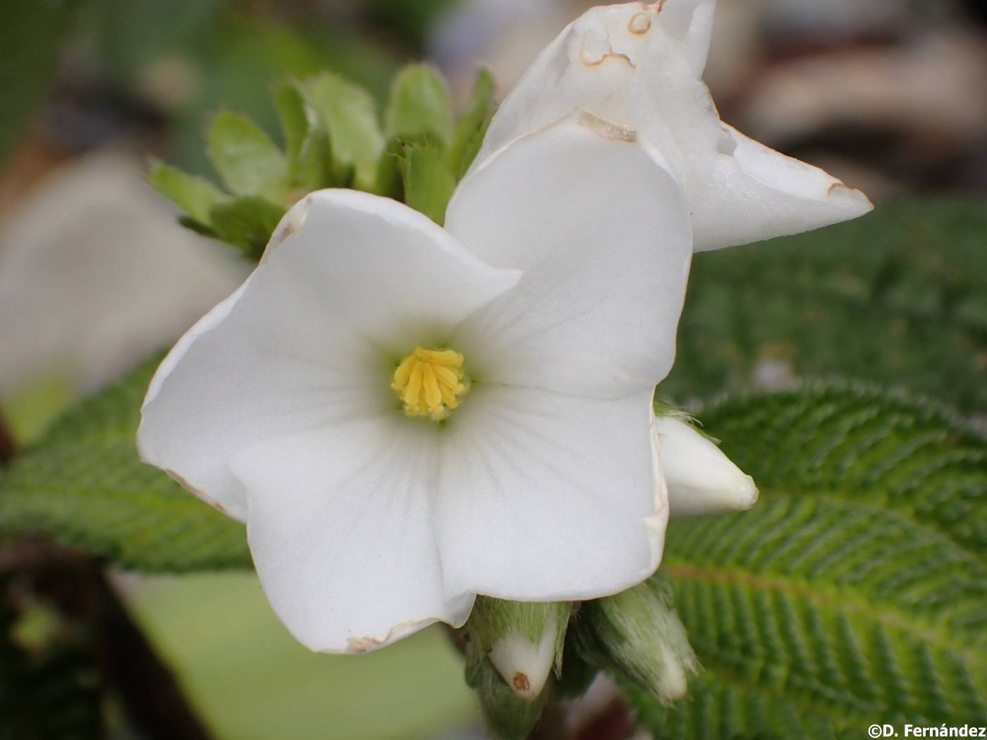 Diplarpea paleacea image