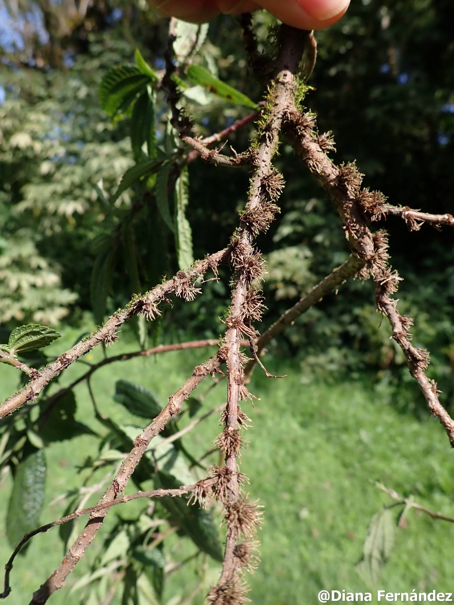 Boehmeria celtidifolia image