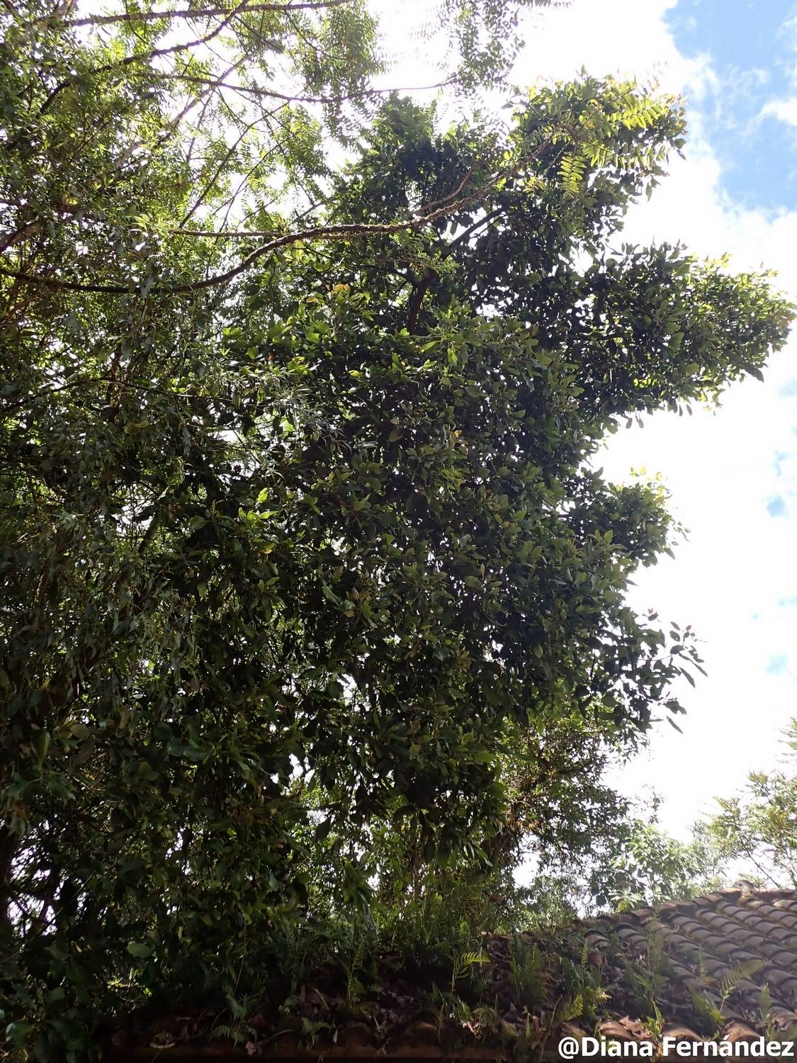 Persea americana image