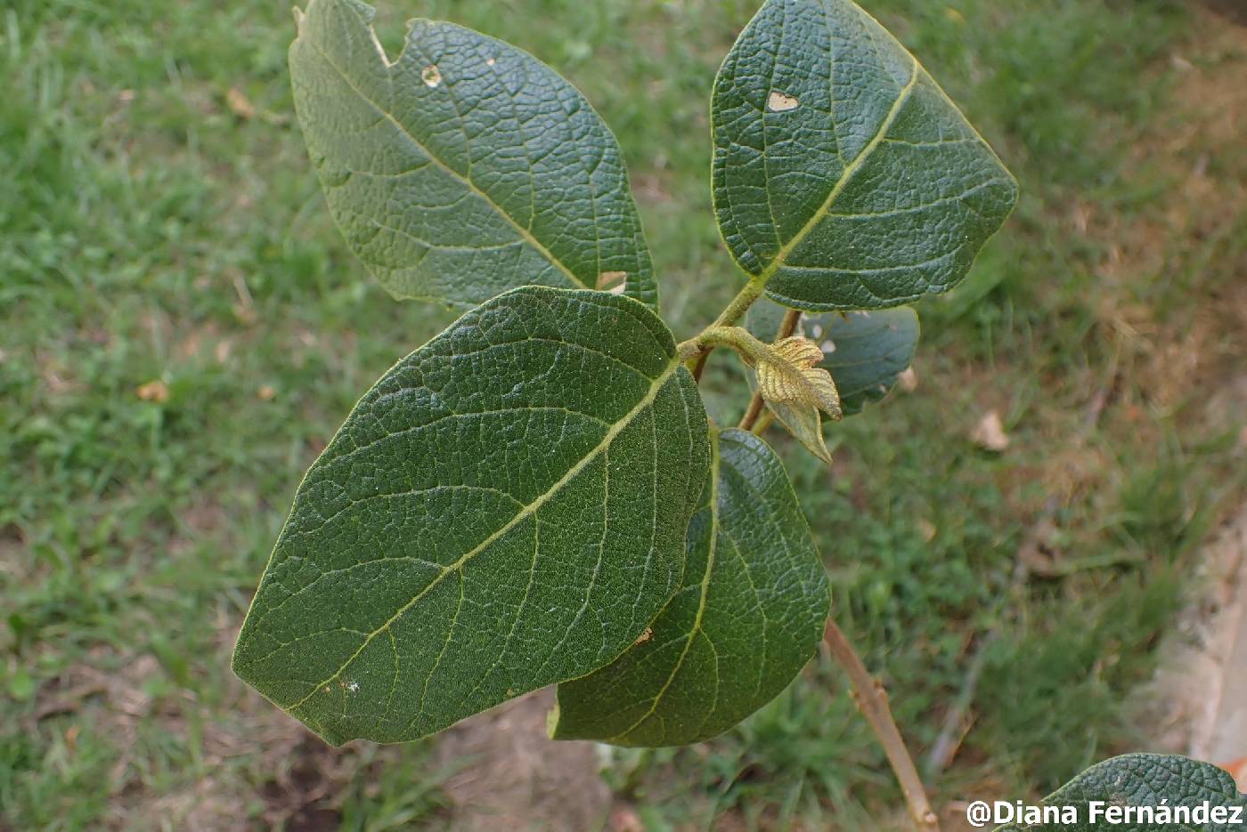 Aegiphila ferruginea image