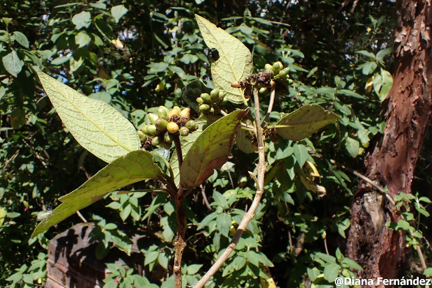 Aegiphila ferruginea image