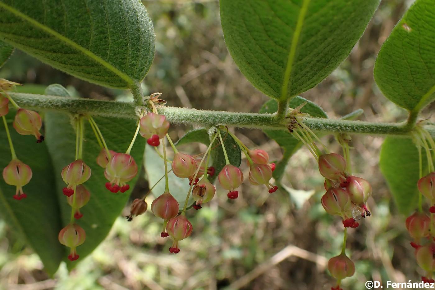 Phyllanthus salviifolius image