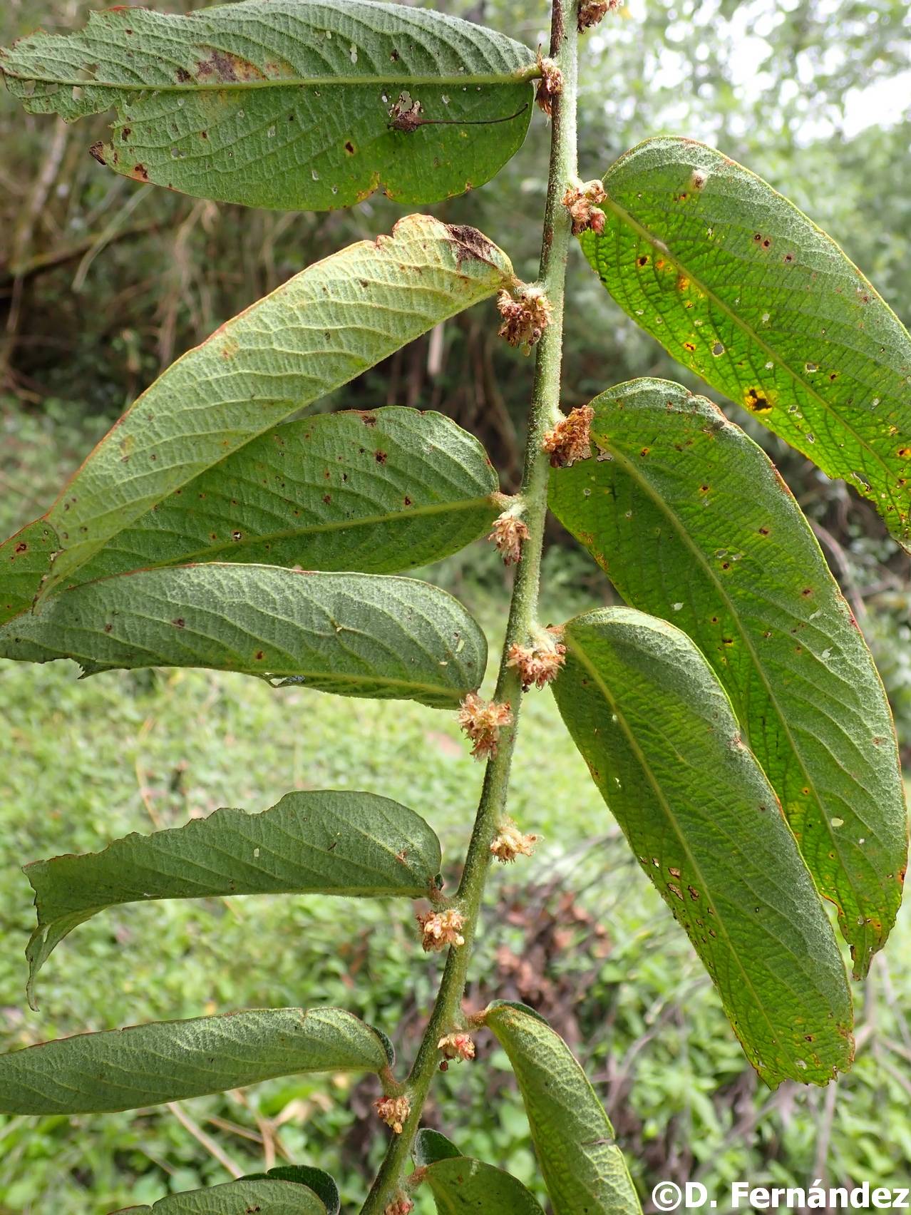 Phyllanthus salviifolius image