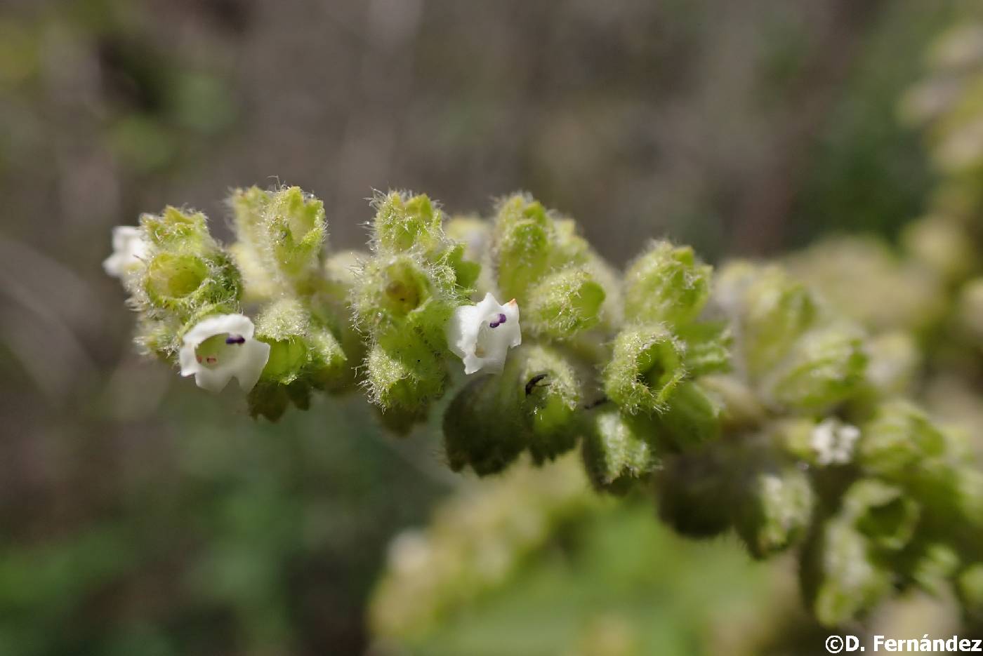 Lepechinia betonicifolia image