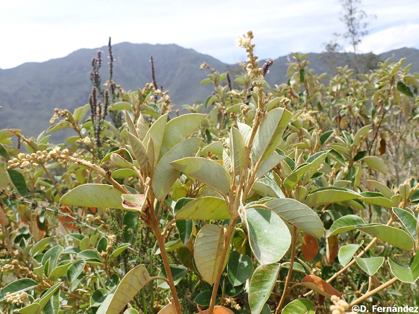 Croton elegans image