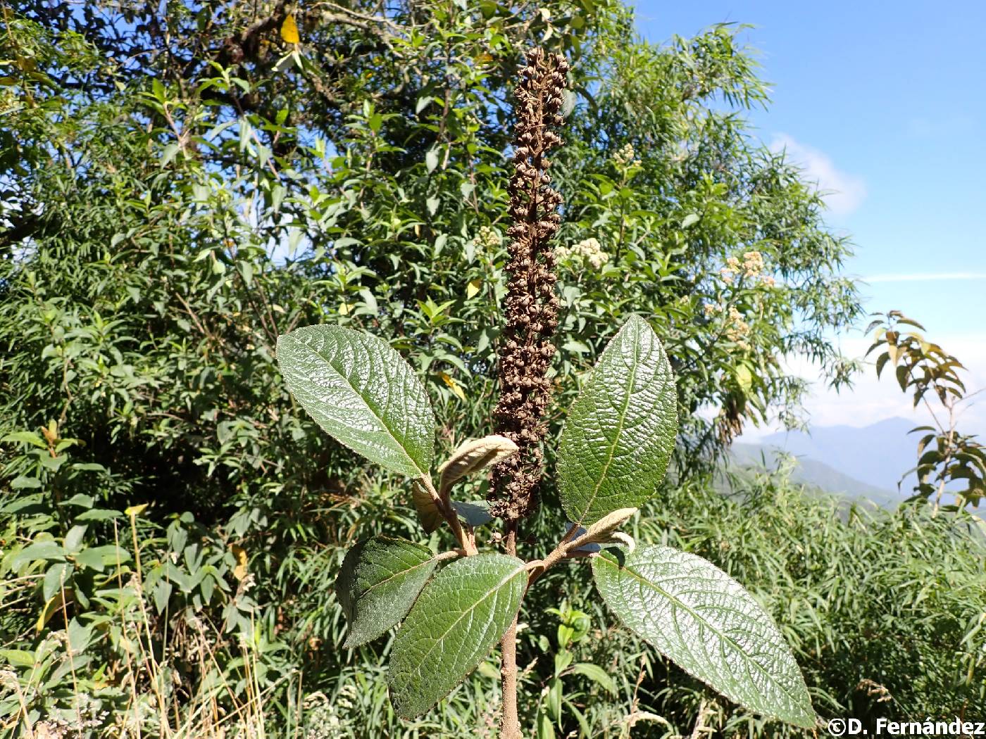 Abatia parviflora image