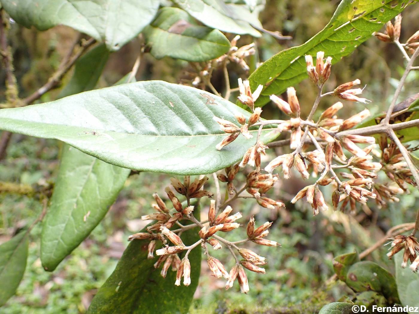 Critoniopsis sodiroi image